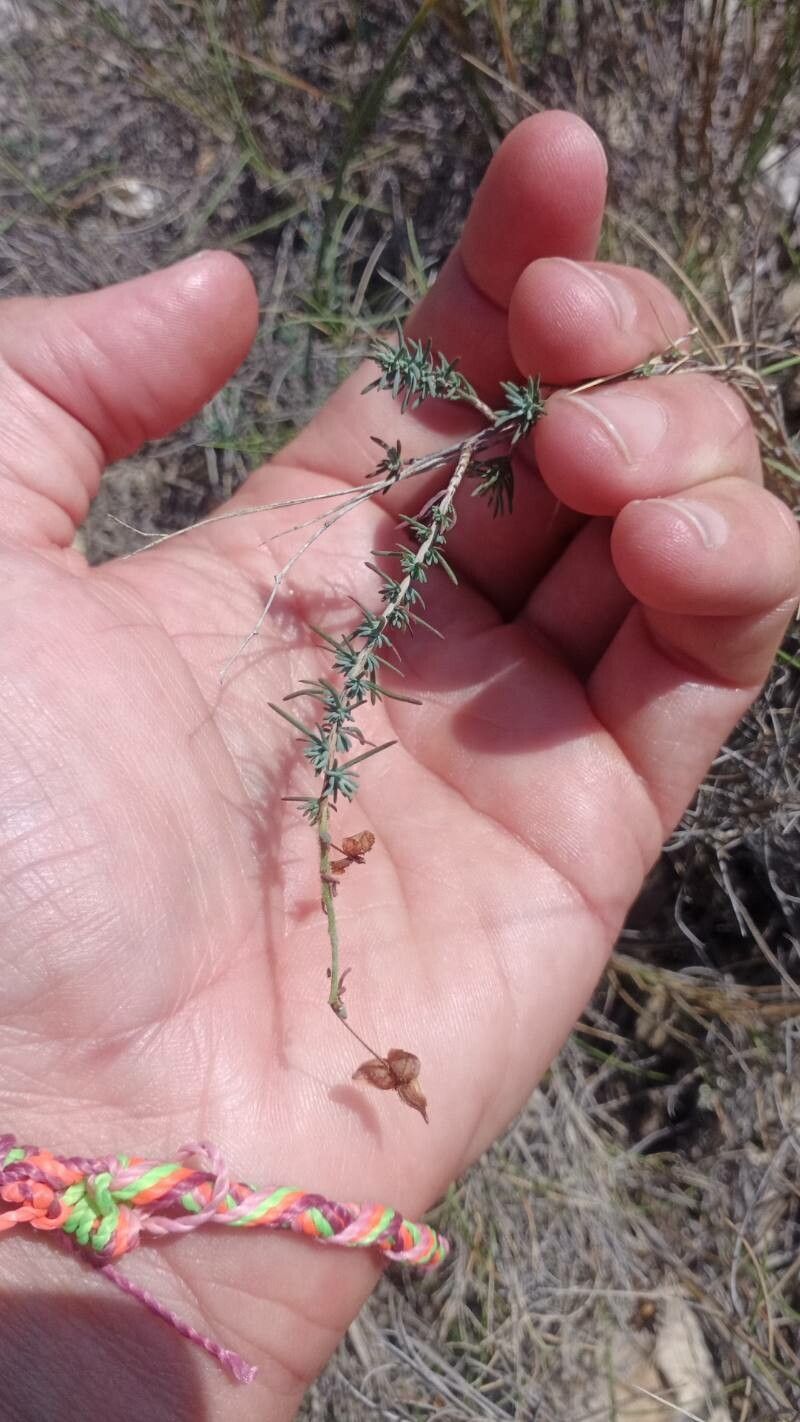 Fumana laevipes fruit