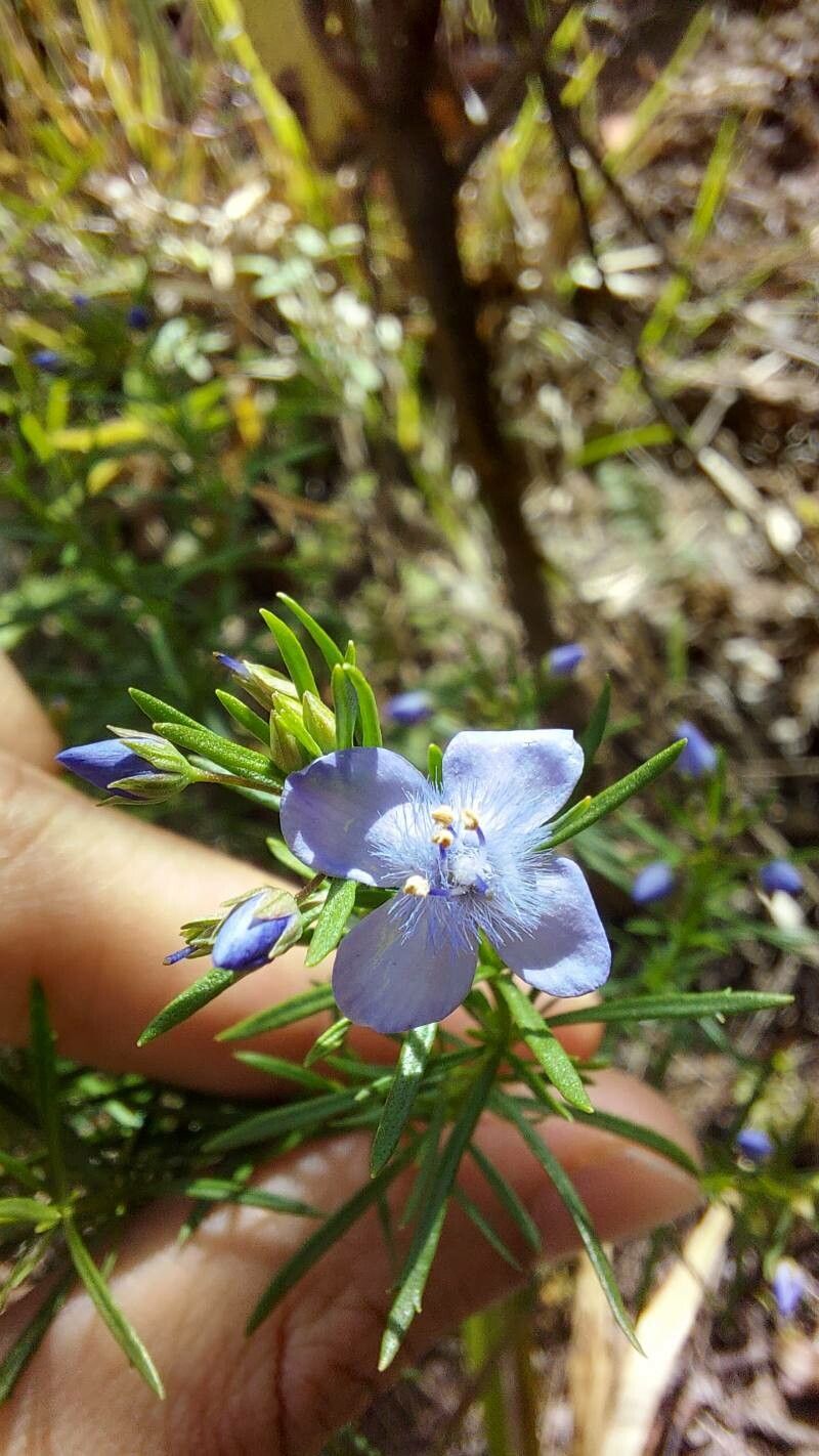 Scoparia ericacea flower