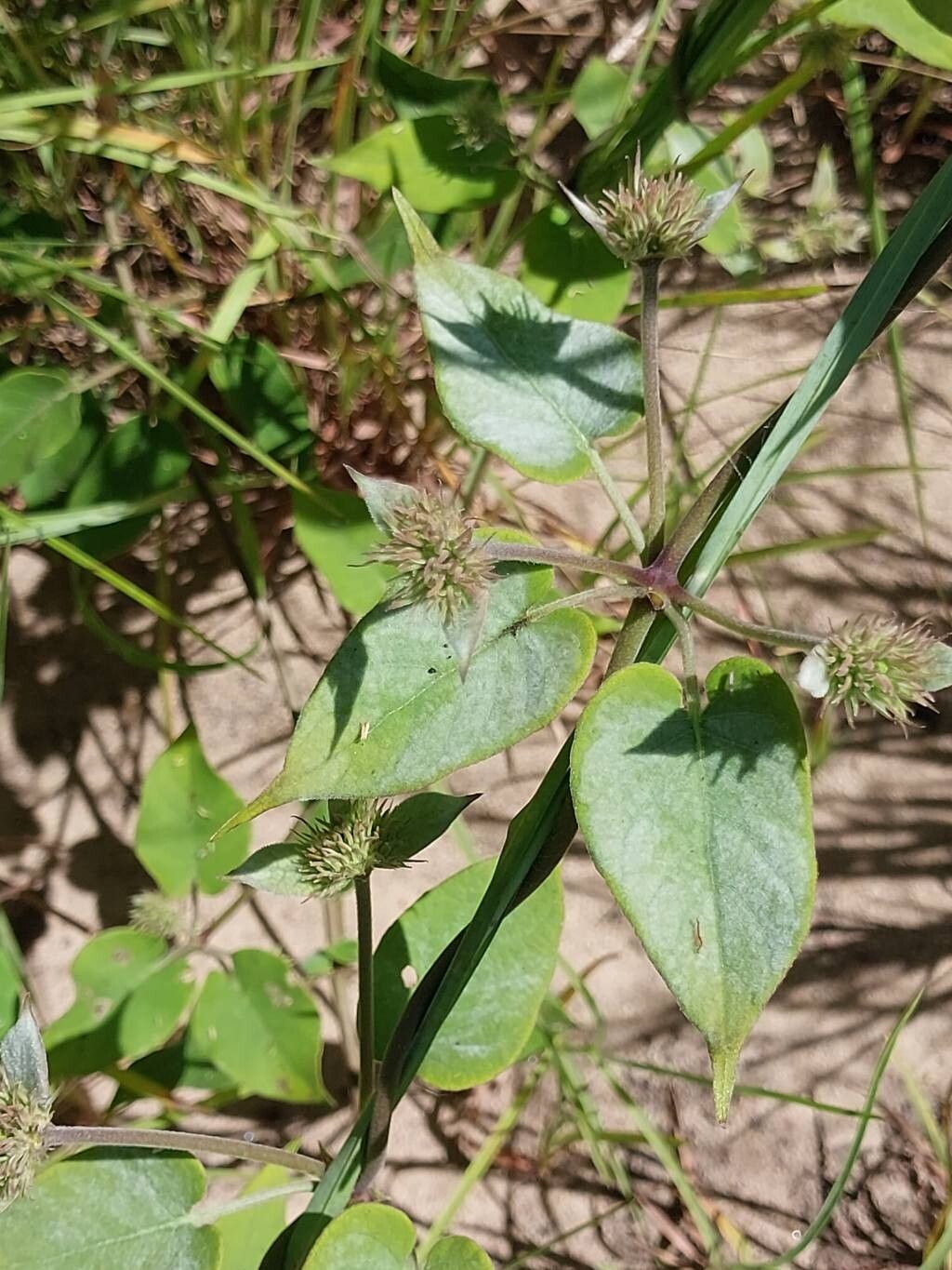 Paederia argentea other