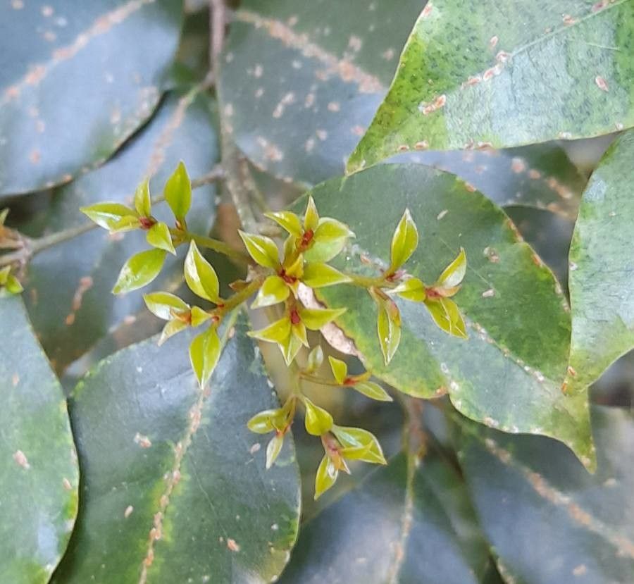 Cryptocarya woodii leaf