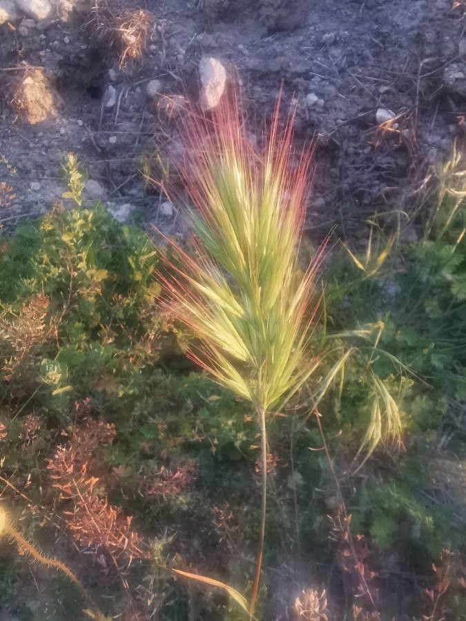 Anisantha rubens fruit