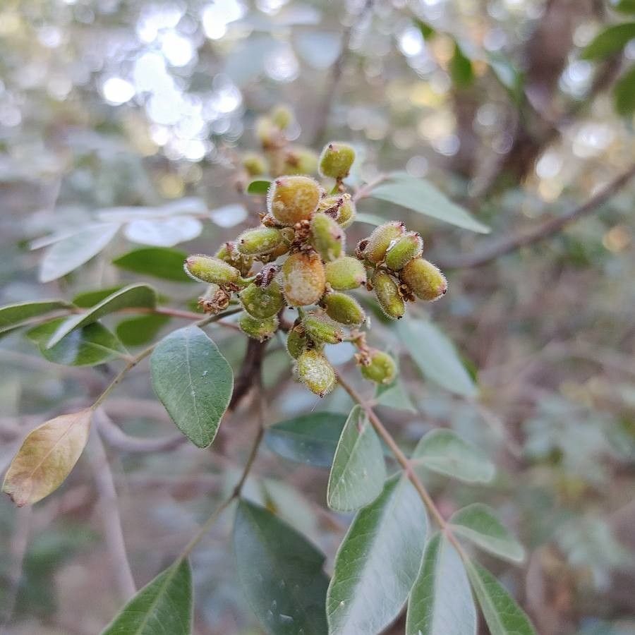Rhus virens fruit