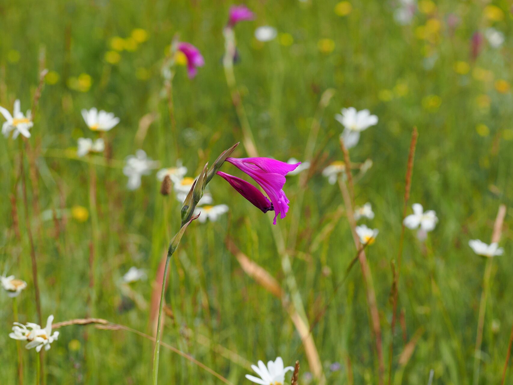 Gladiolus caucasicus flower