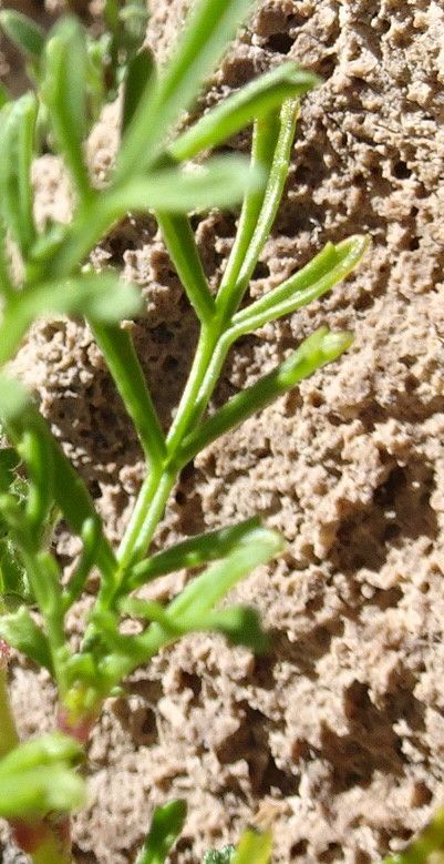 Tagetes multiflora leaf