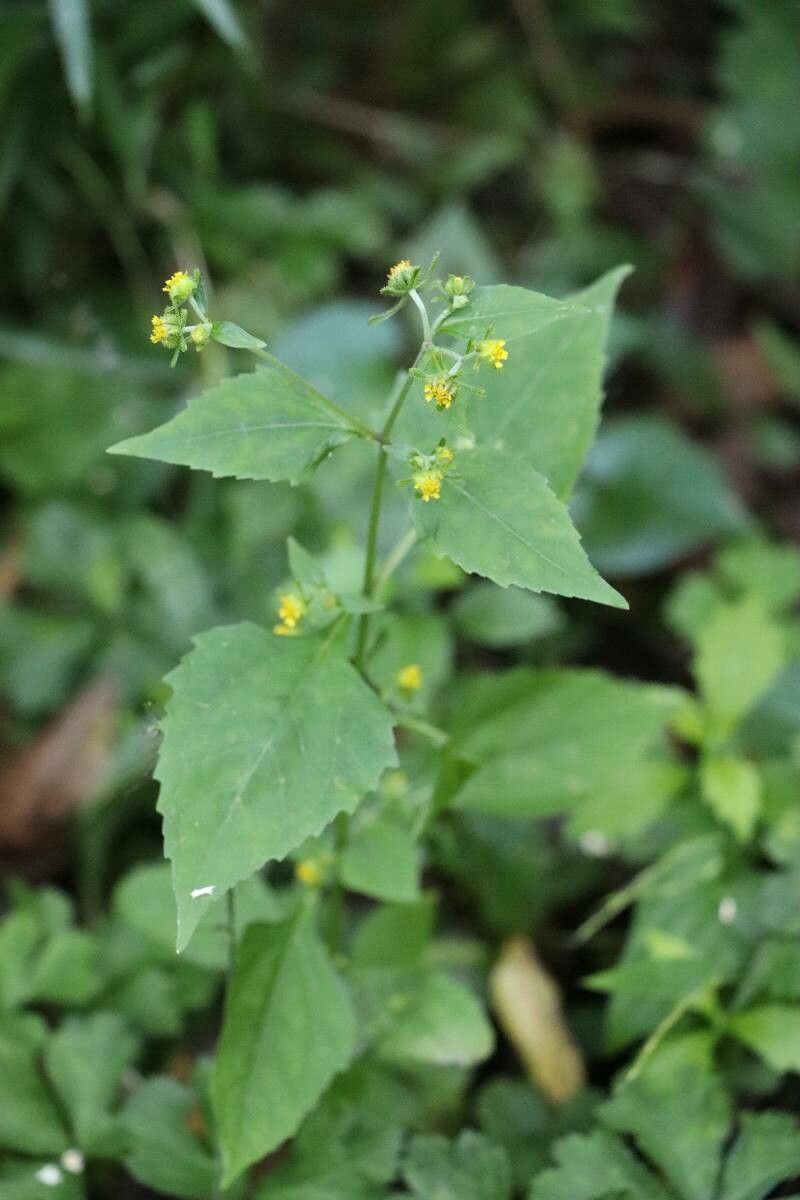 Sigesbeckia glabrescens — related species from the same genus