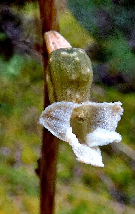 Gastrodia cunninghamii — houseplant care guide