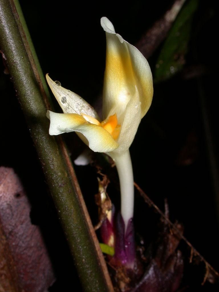 Goeppertia hammelii flower