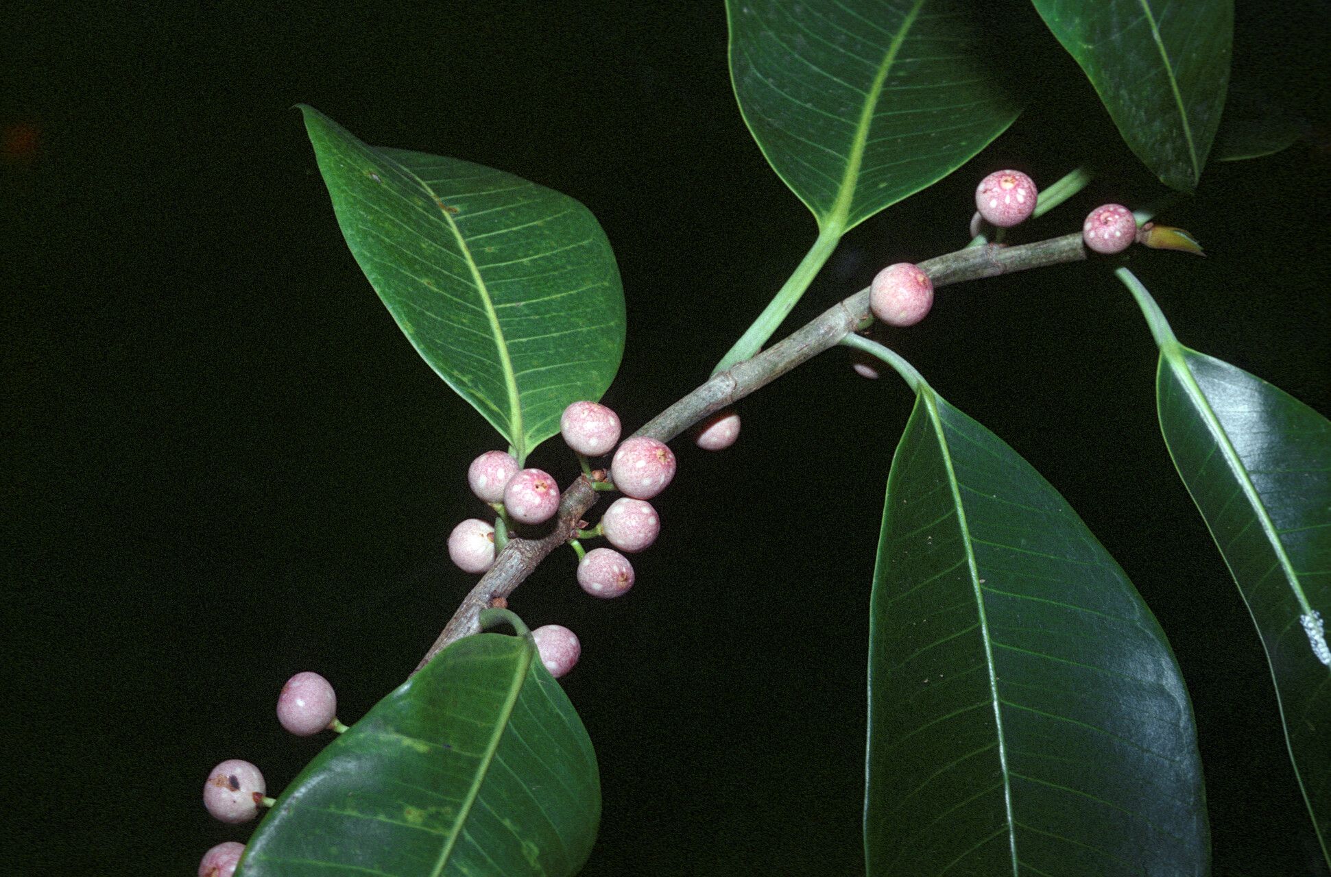 Ficus guianensis fruit