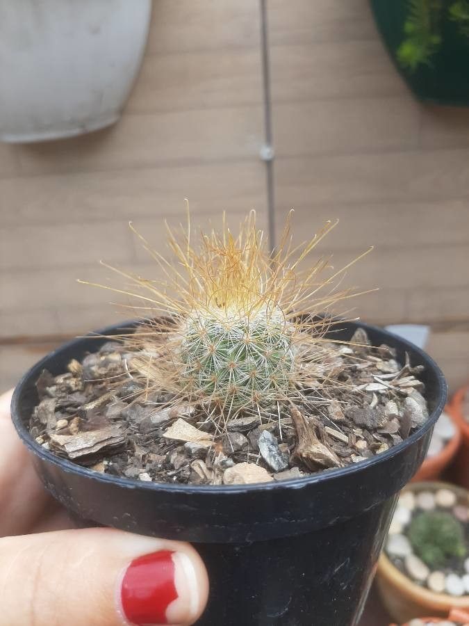 Mammillaria rekoi bark
