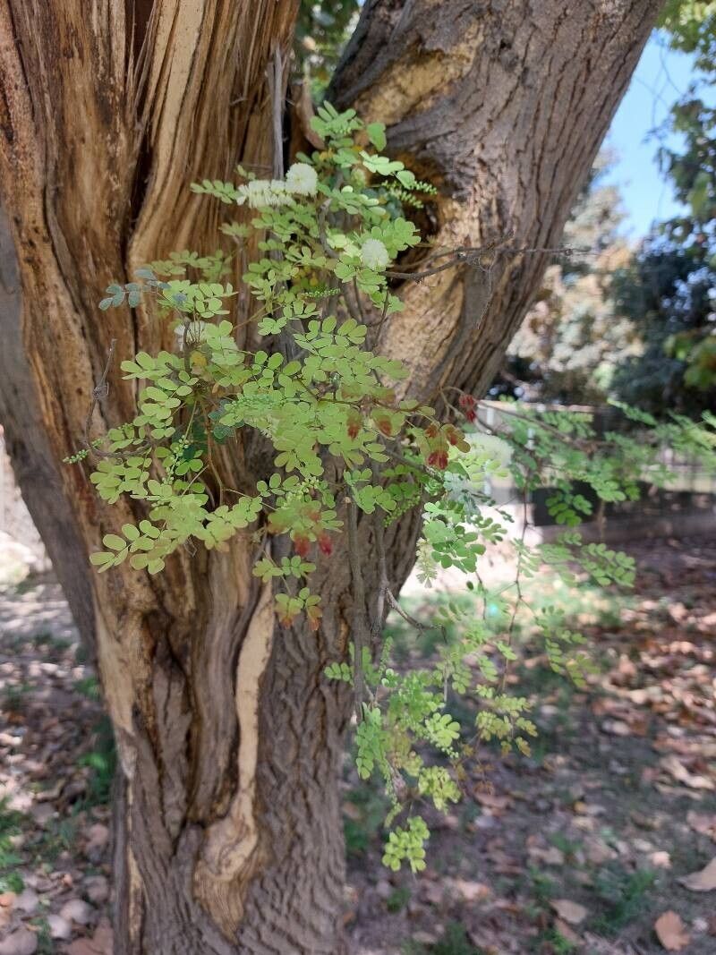 Senegalia modesta leaf