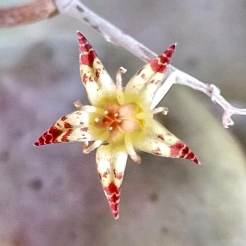 Graptopetalum pentandrum flower