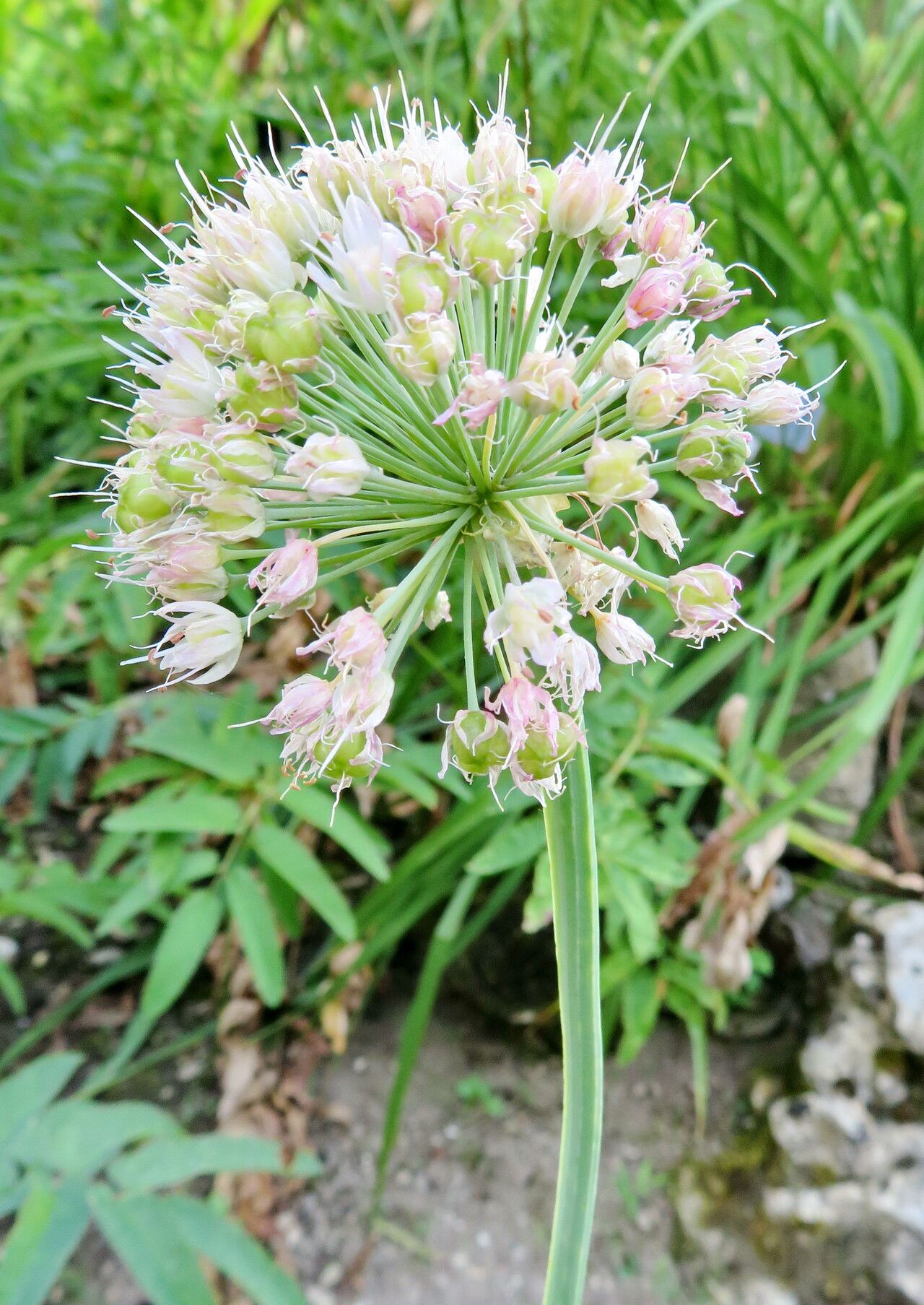 Allium semenovii flower