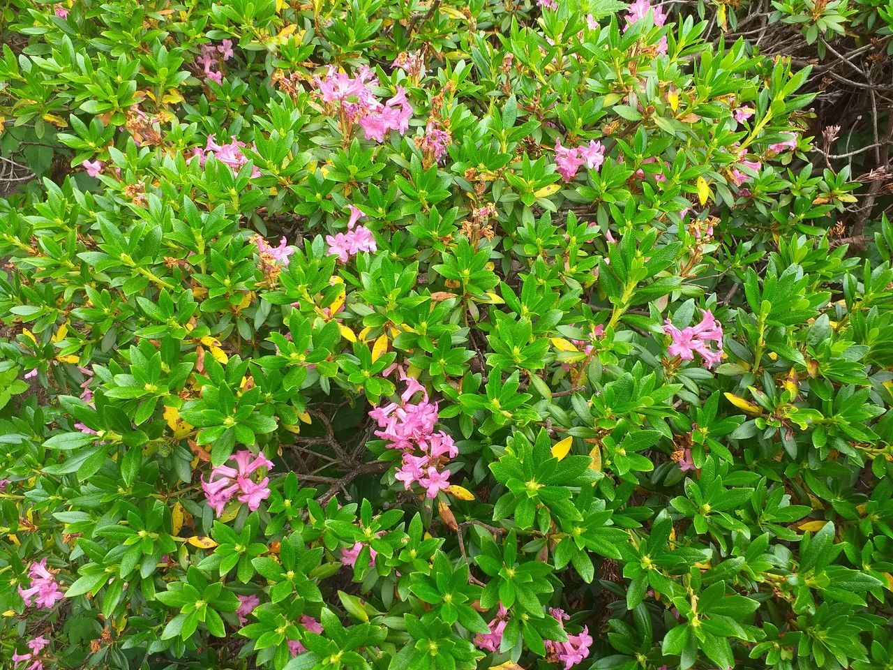 Rhododendron camtschaticum — search result for 'Russia'