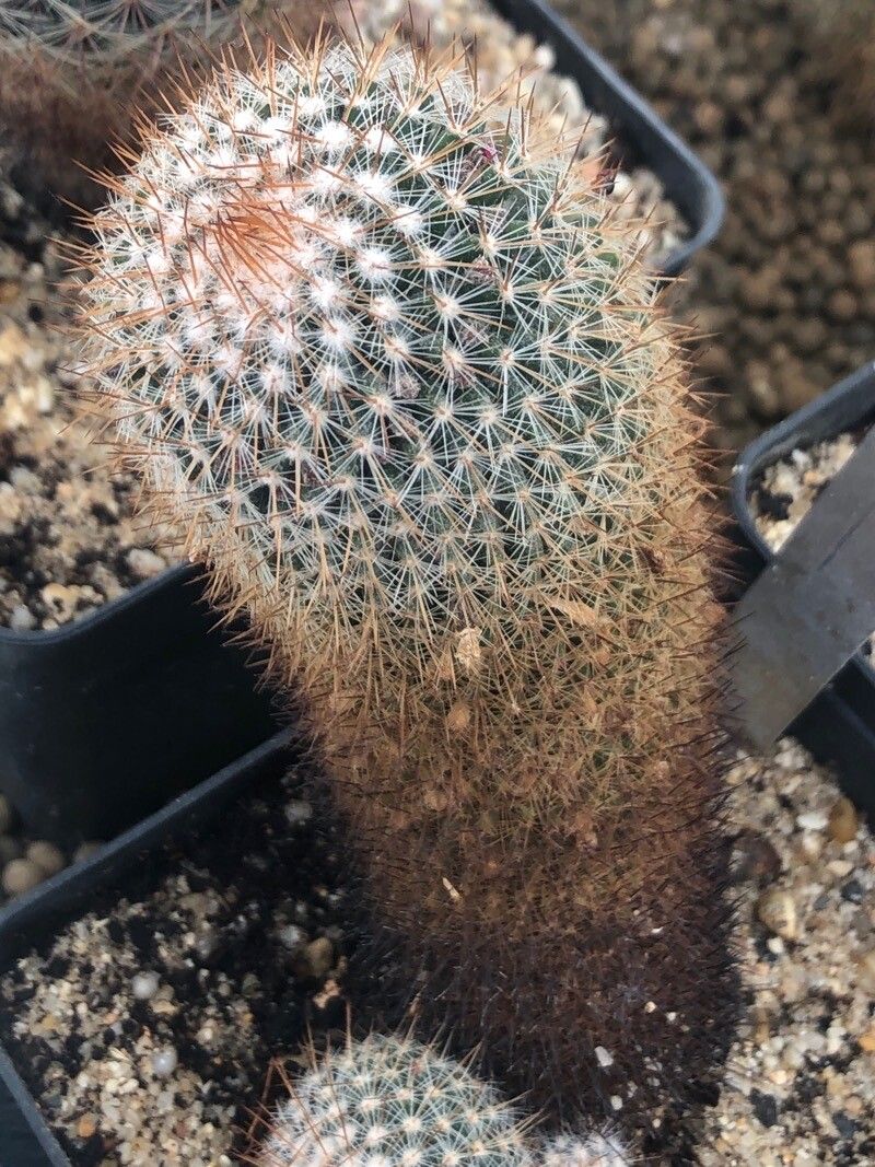 Mammillaria meyranii — search result for 'Mammillaria'