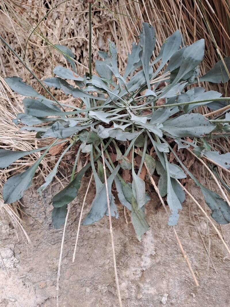 Limonium alicunense — related species from the same genus