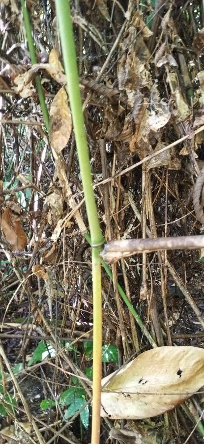 Maranta arundinacea bark
