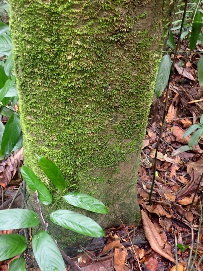 Gardenia imperialis bark