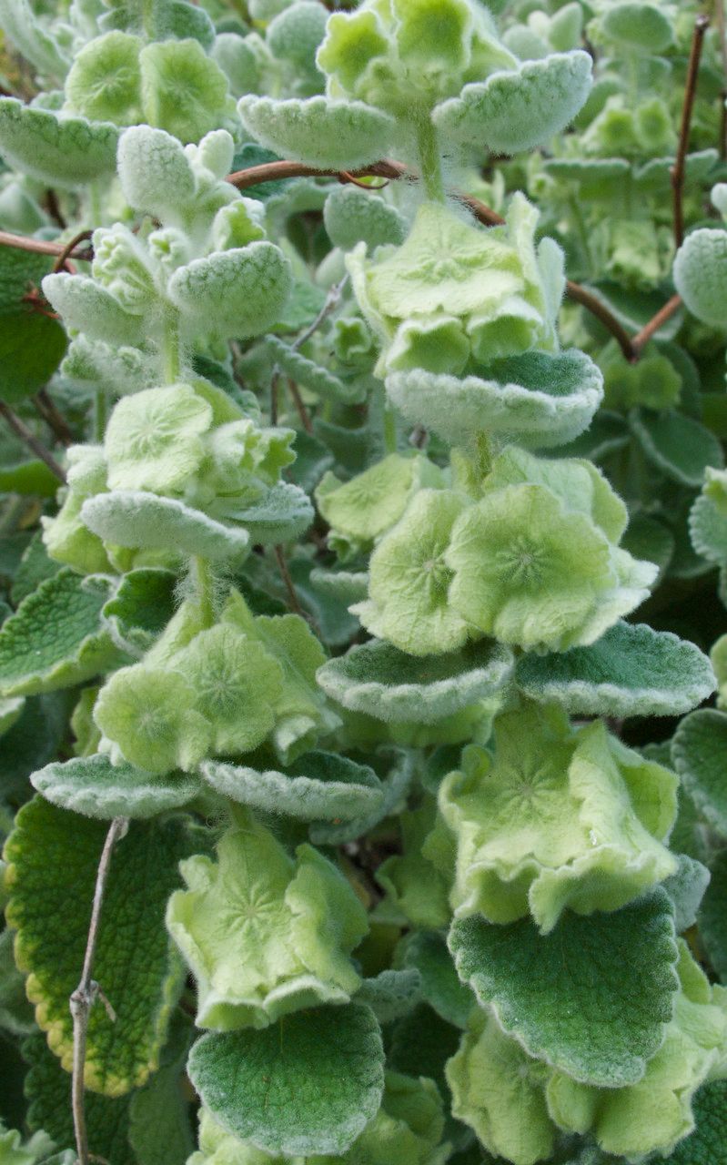 Ballota acetabulosa fruit