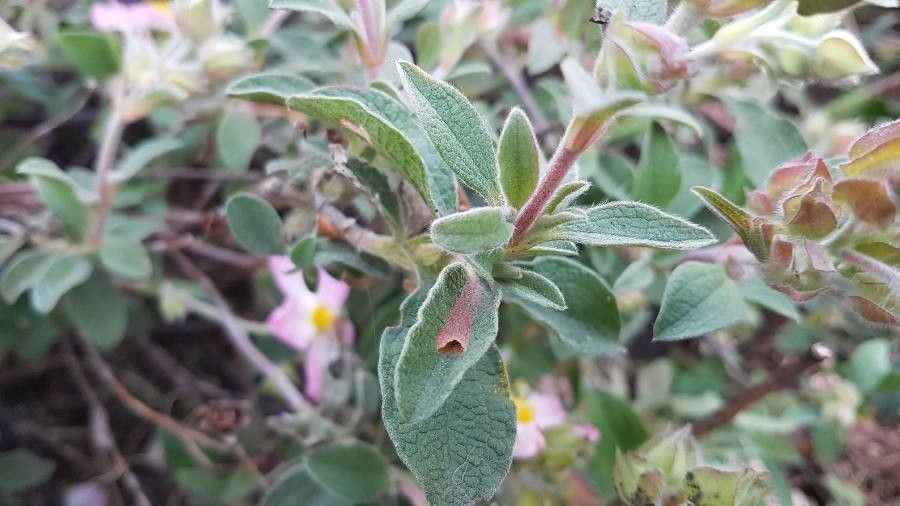 Cistus parviflorus leaf