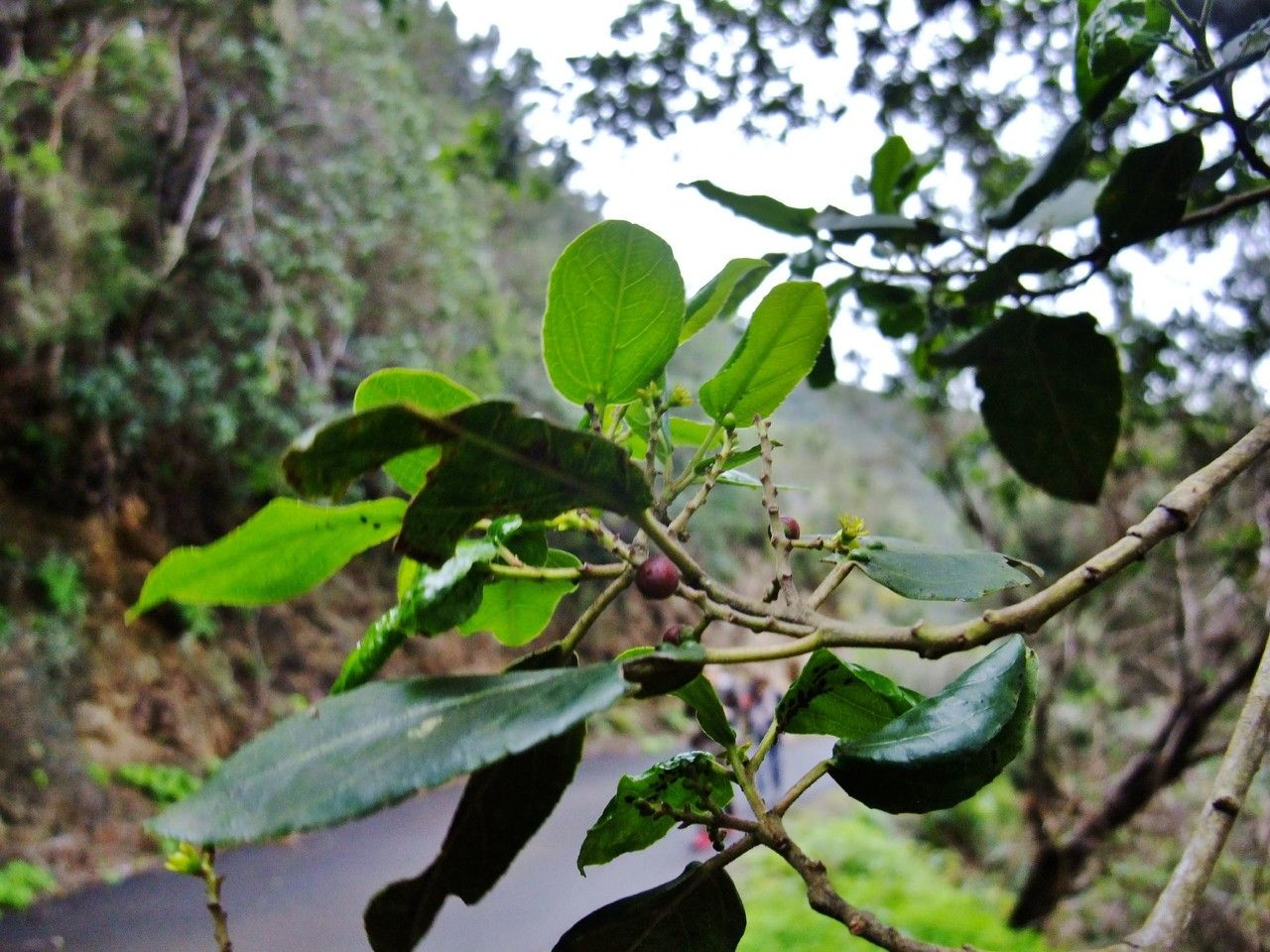 Heberdenia bahamensis habit
