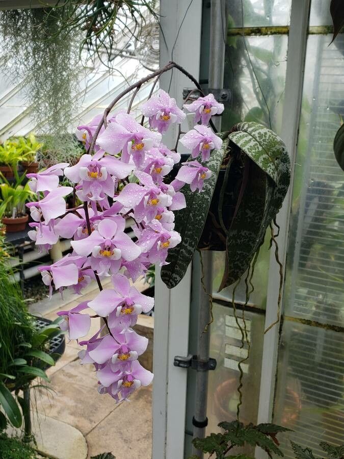 Phalaenopsis schilleriana habit