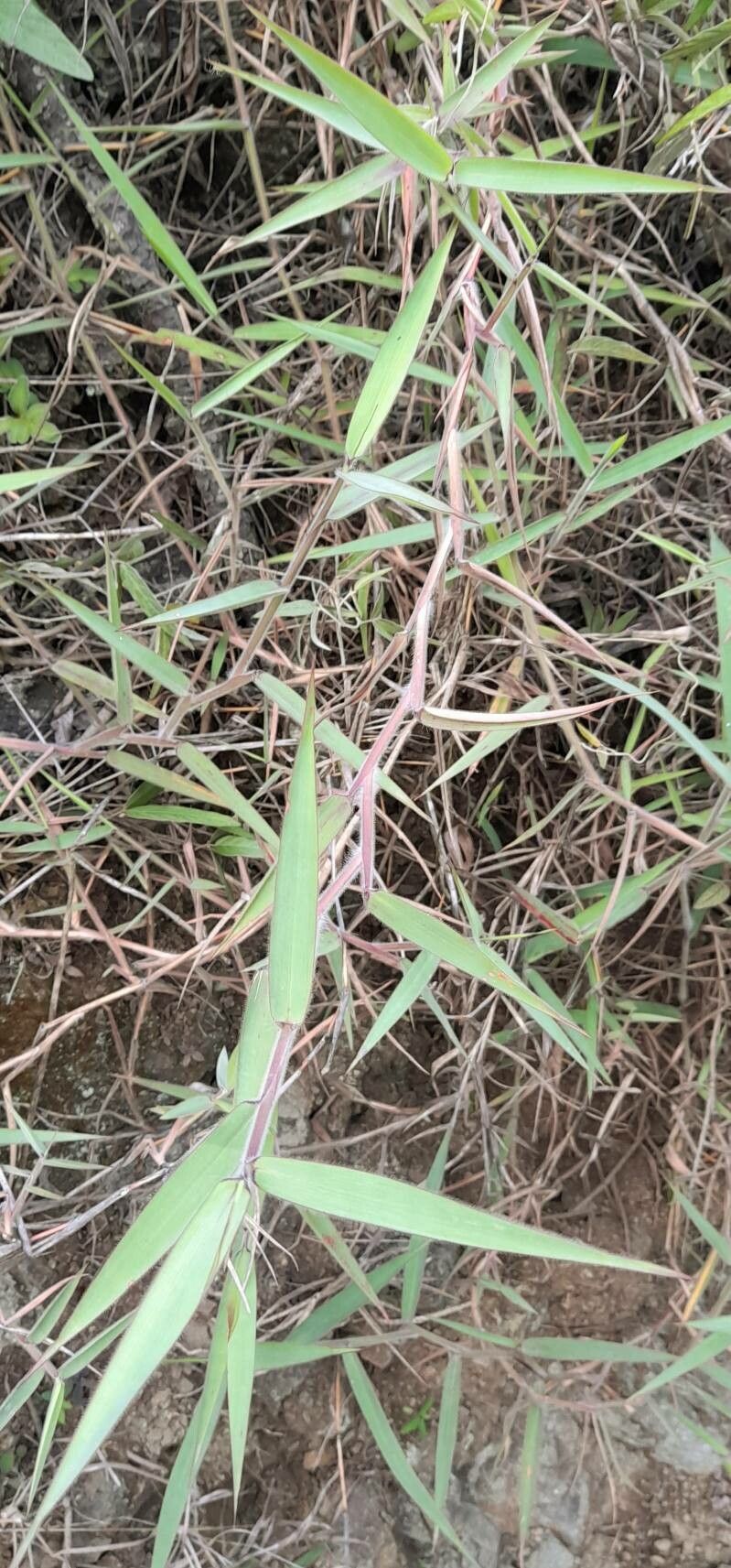 Melinis minutiflora habit