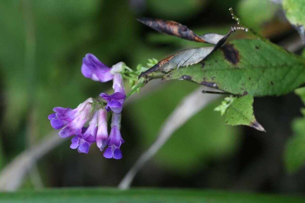 Vicia bifolia — houseplant care guide