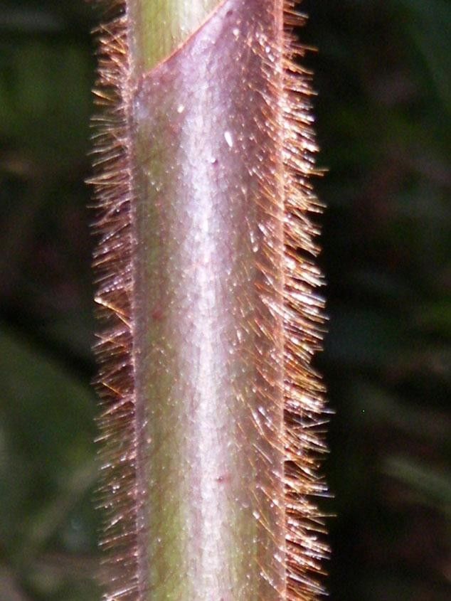 Costus bracteatus fruit
