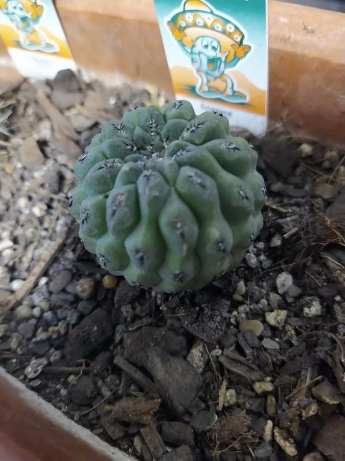 Eriosyce napina bark