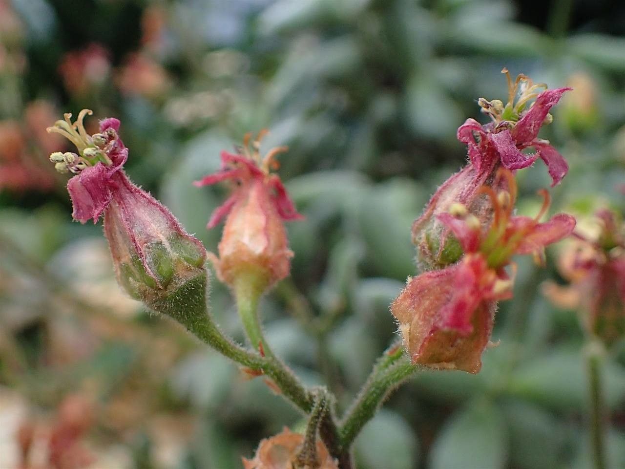 Cotyledon tomentosa fruit