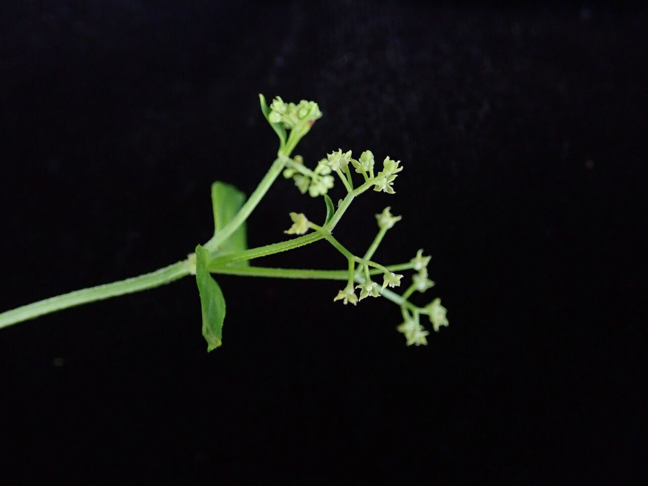 Galium elegans — houseplant care guide