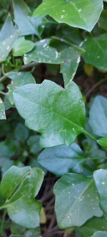 Senecio angulatus leaf