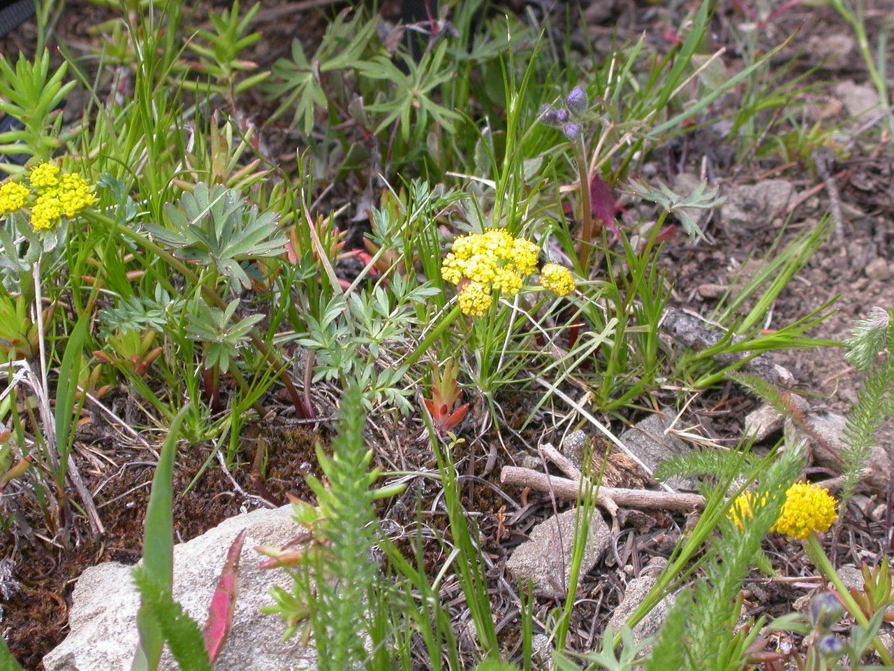 Lomatium cous habit