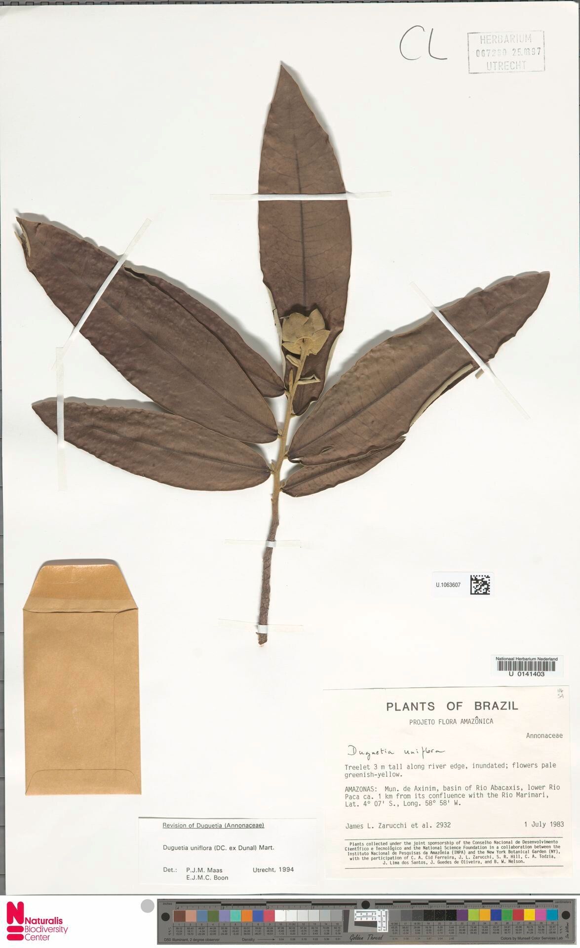 Duguetia uniflora — houseplant care guide