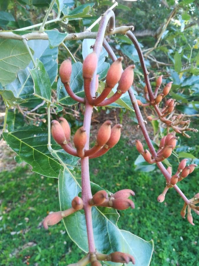 Erythrina fusca fruit