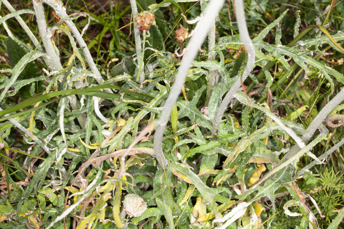 Jurinea mollis — houseplant care guide