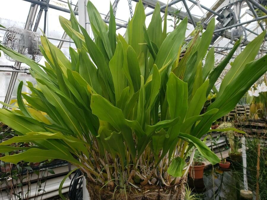Dendrochilum magnum habit