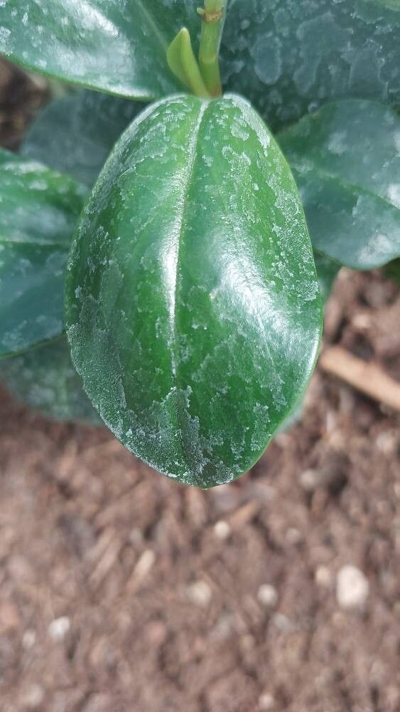 Peperomia cordulata leaf