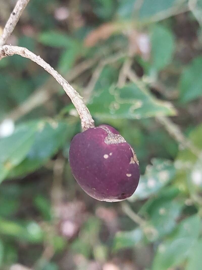 Noronhia ambrensis fruit