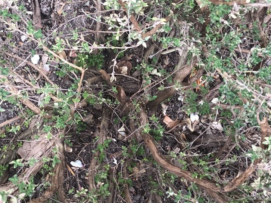 Thymus camphoratus bark