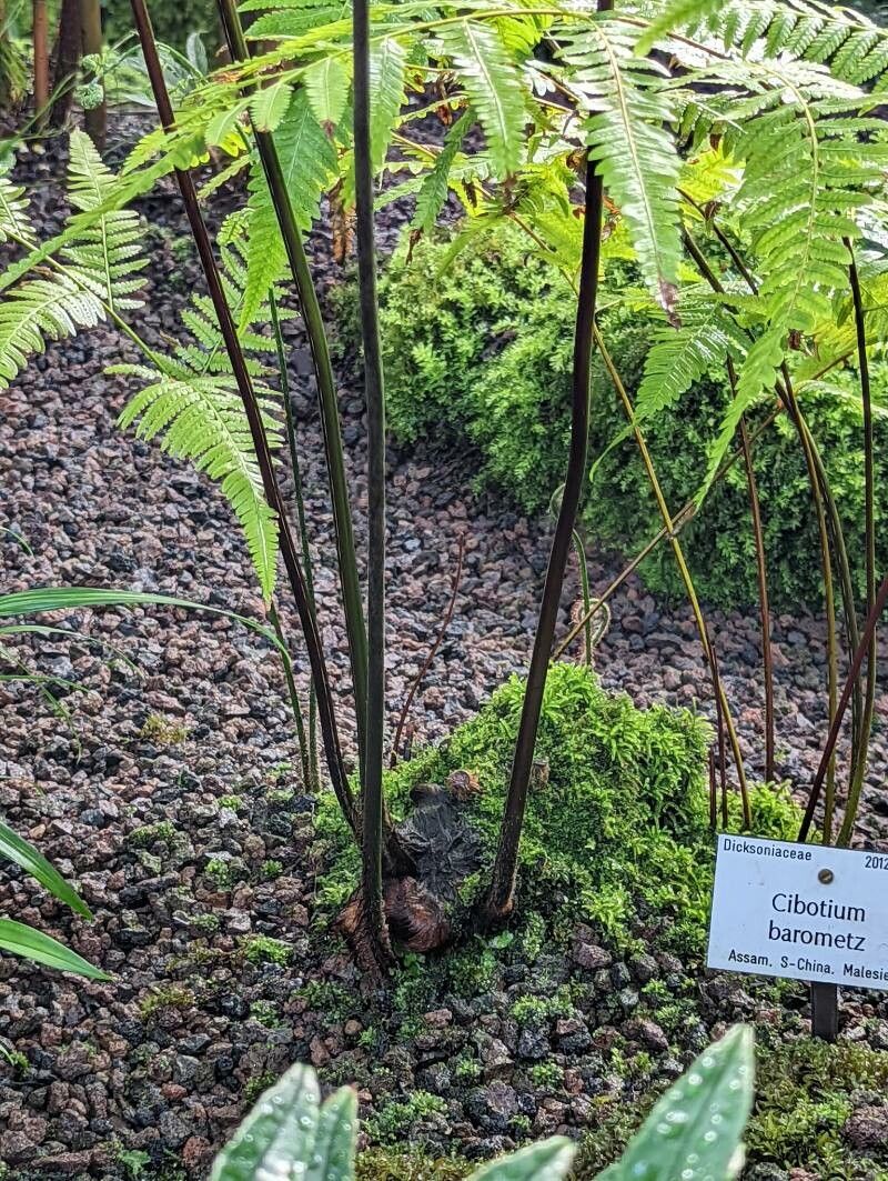 Cibotium barometz bark