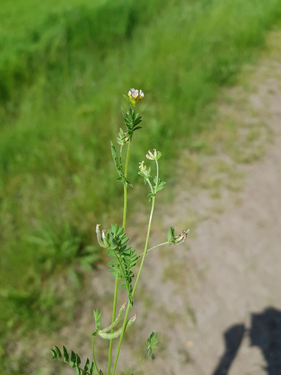 Ornithopus perpusillus fruit