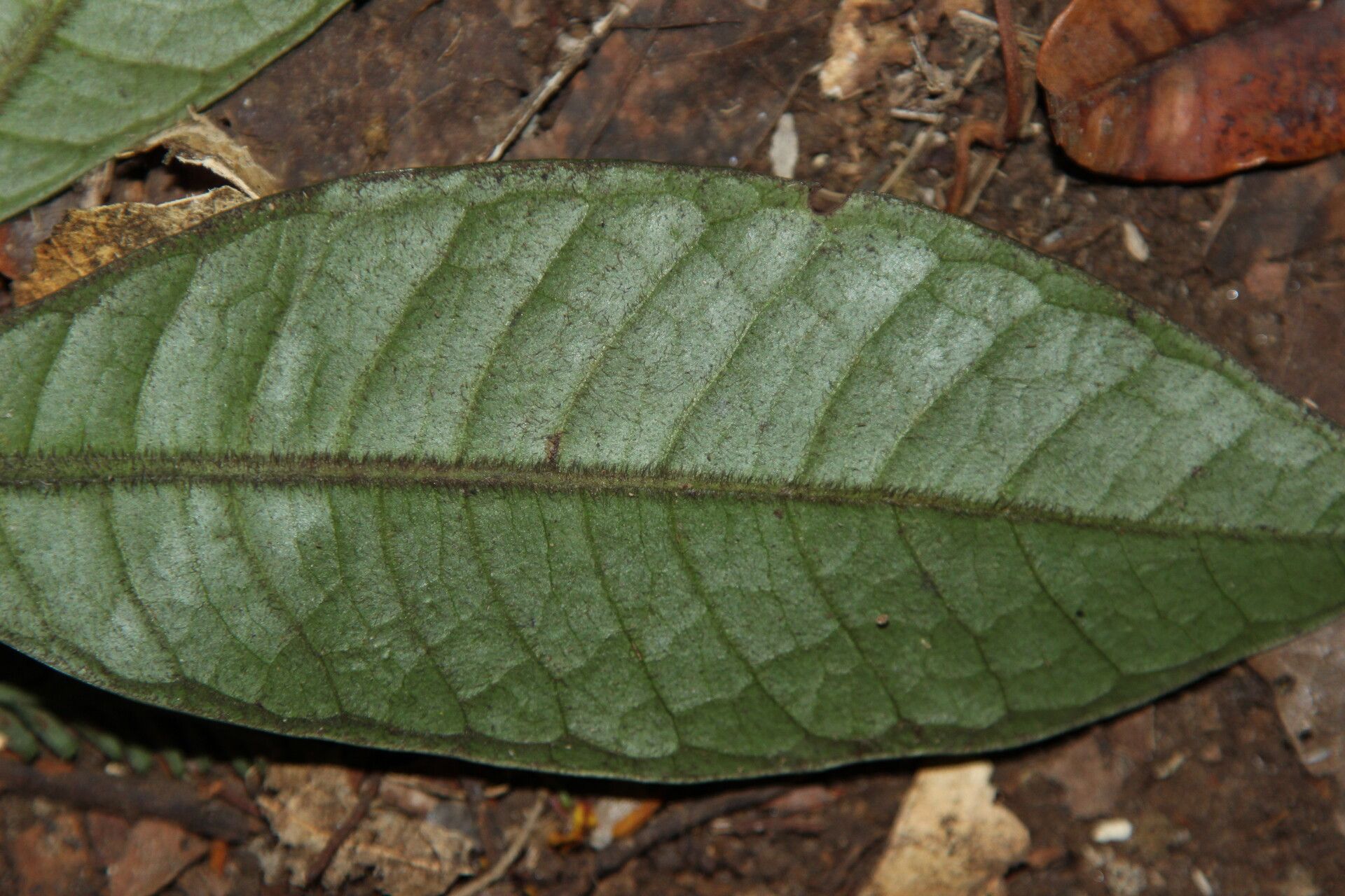 Psychotria villicarpa — houseplant care guide