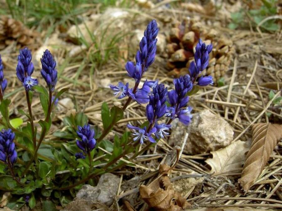 Polygala amara flower