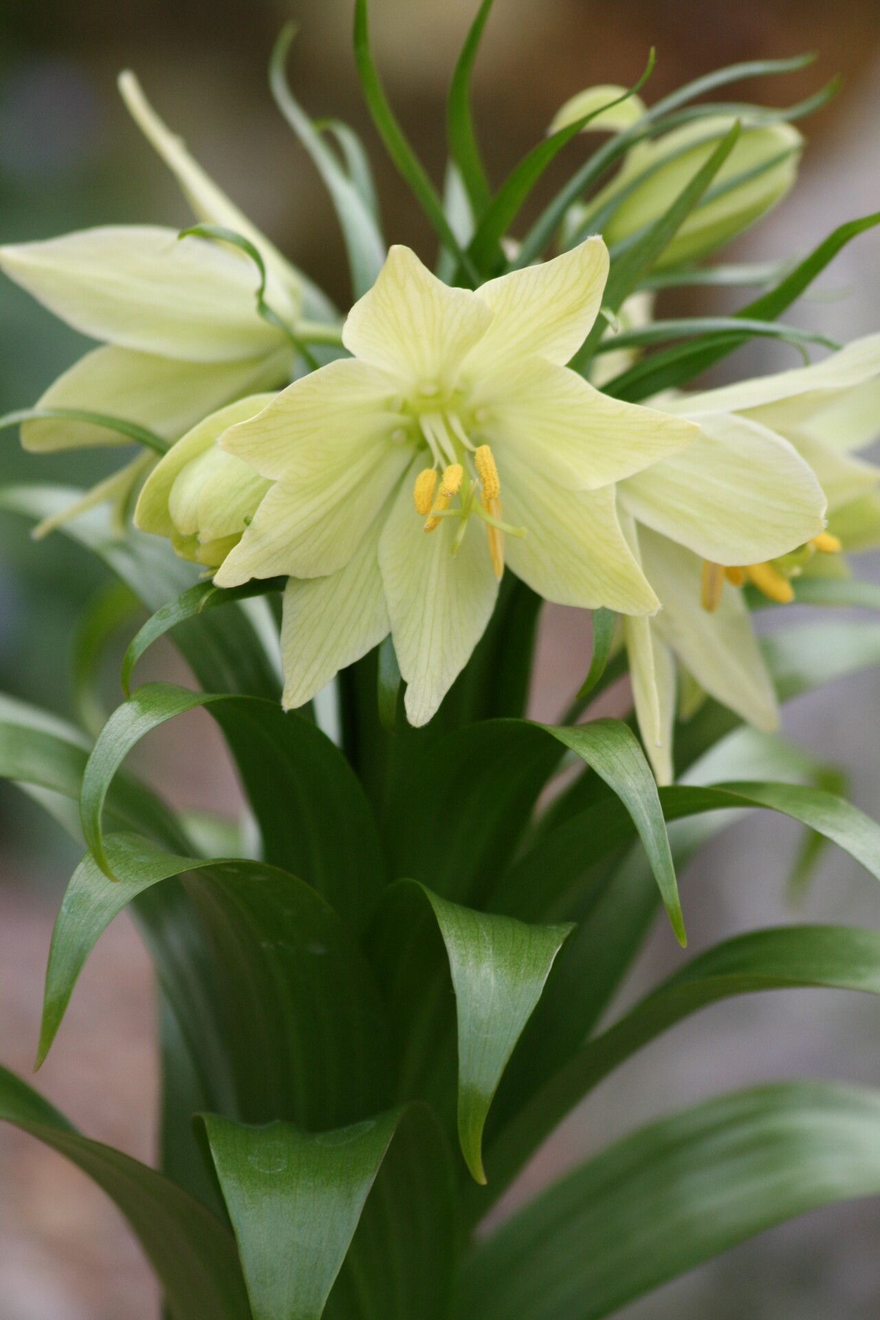 Fritillaria raddeana flower
