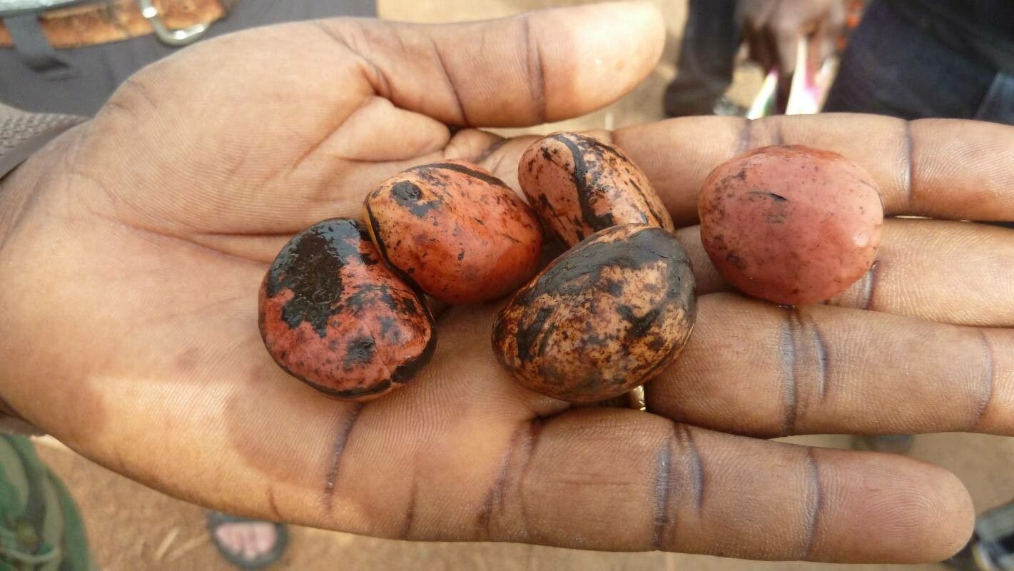 Pachylobus edulis fruit