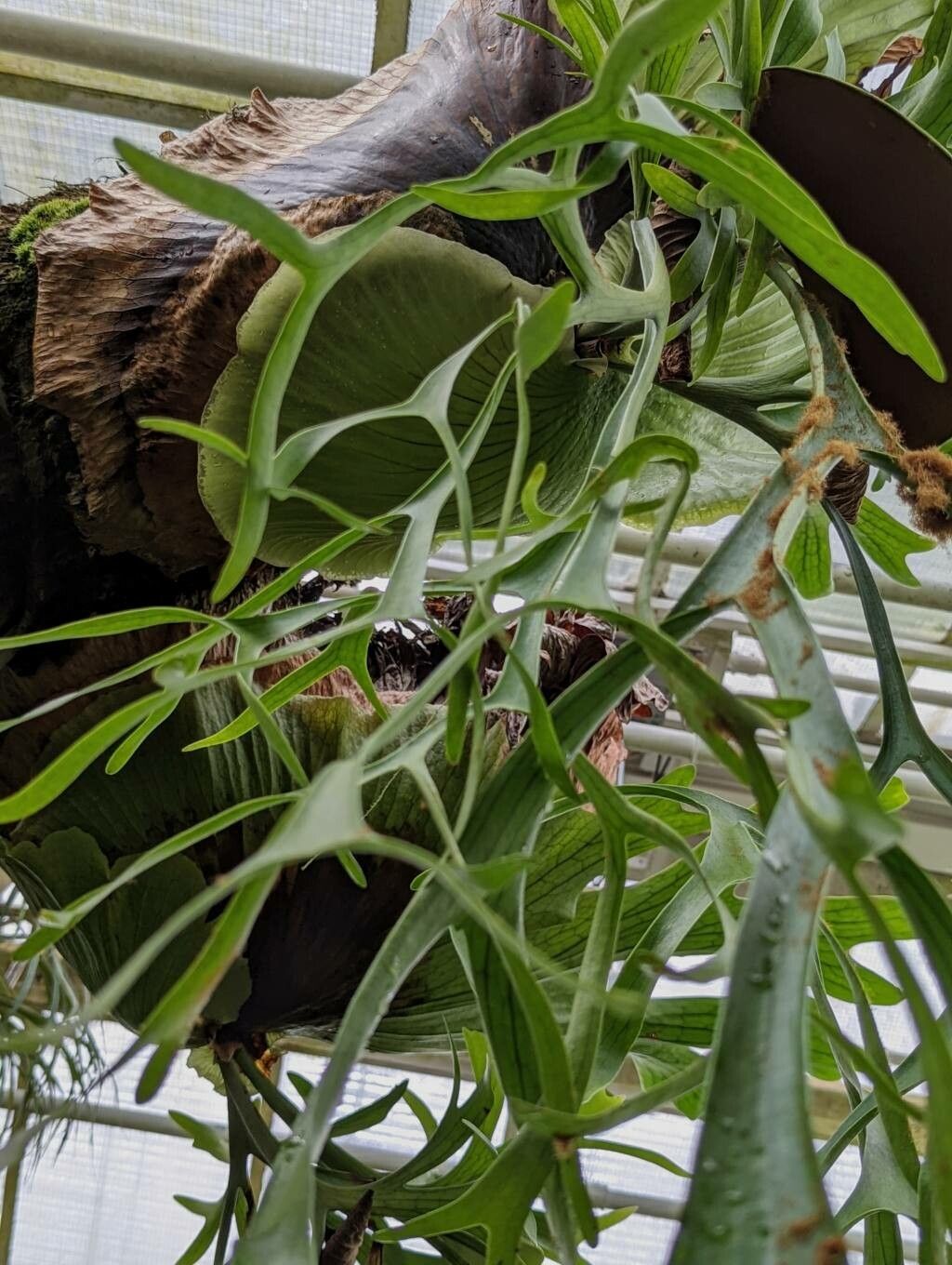 Platycerium coronarium leaf