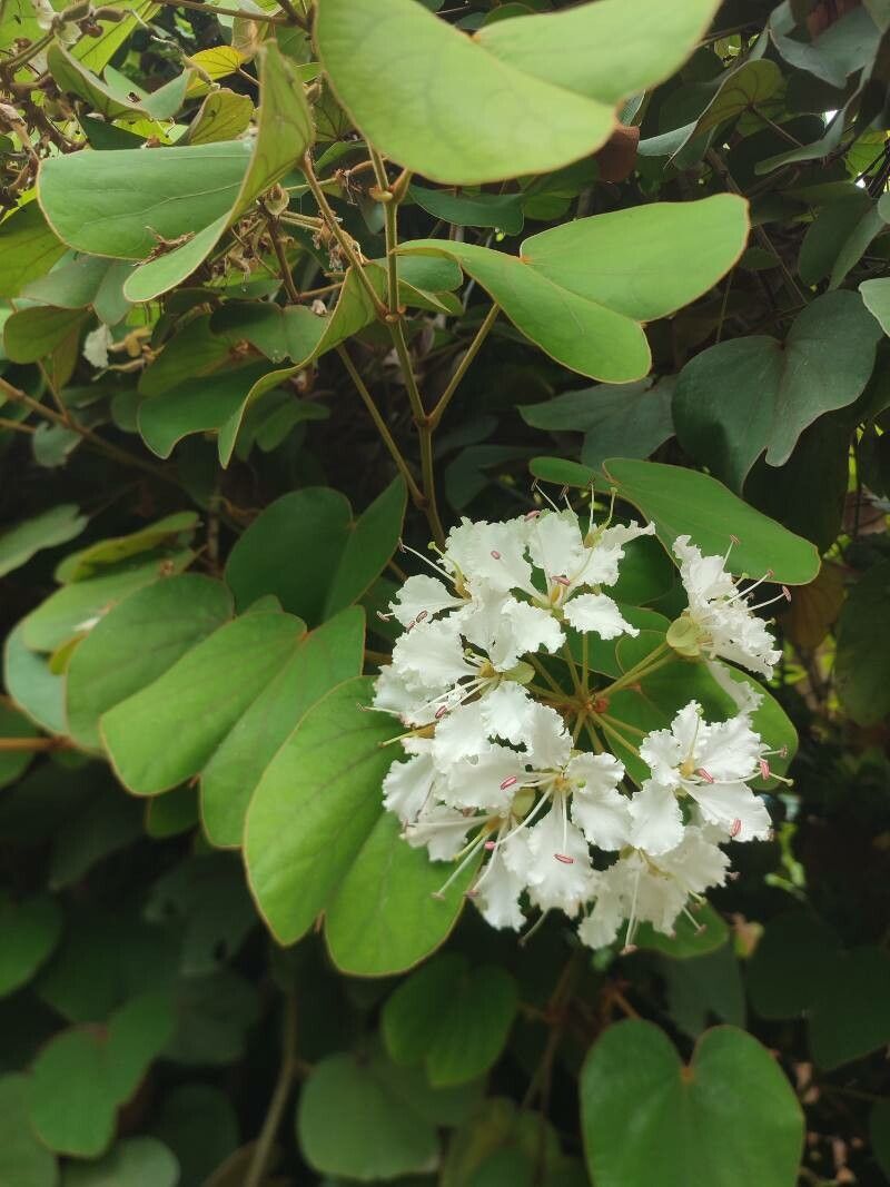Bauhinia vahlii flower