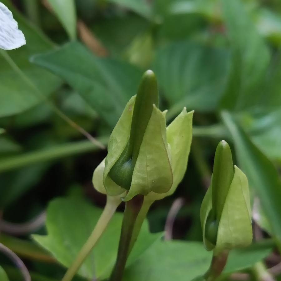 Thunbergia laevis fruit