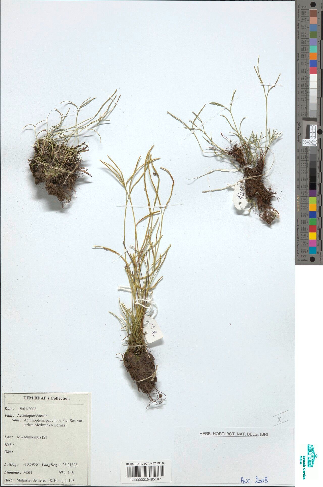 Actiniopteris pauciloba — related species from the same genus